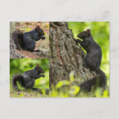 Zwarte eekhoorn collage briefkaart (Voorkant)