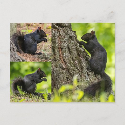 Zwarte eekhoorn collage briefkaart (Voorkant)