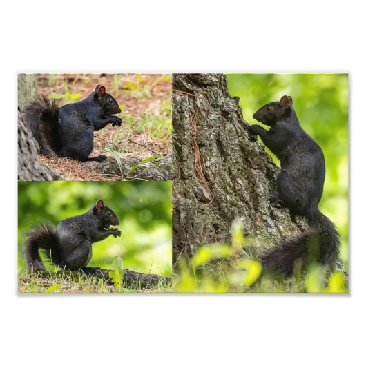 Zwarte eekhoorn collage foto afdruk (Voorkant)