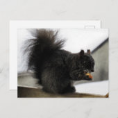 Zwarte eekhoorn op Balcony Eating Peanut in Winter Briefkaart (Voorkant / Achterkant)