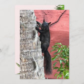 Zwarte Eekhoorn Platte Kaart (Voorkant / Achterkant)