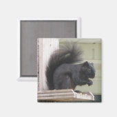 Zwarte eekhoorn vierkante magneet (Voorkant / Achterkant)