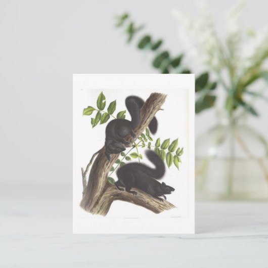 Zwarte eekhoorns briefkaart (Staand voorkant)