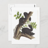 Zwarte eekhoorns briefkaart (Voorkant / Achterkant)