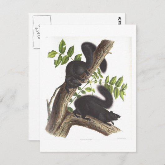 Zwarte eekhoorns briefkaart (Voorkant / Achterkant)