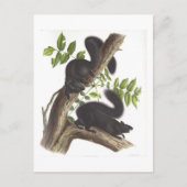 Zwarte eekhoorns briefkaart (Voorkant)