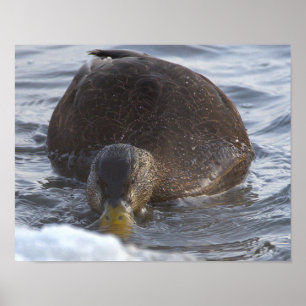 Zwarte Eend Foto Poster