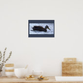 Zwarte Eend Foto Poster (Keuken)