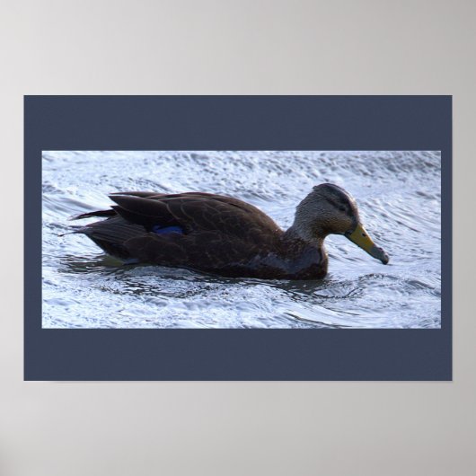 Zwarte Eend Foto Poster (Voorkant)