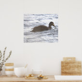 Zwarte Eend in Oceaan Poster (Keuken)