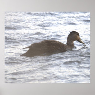 Zwarte Eend in Oceaan Poster