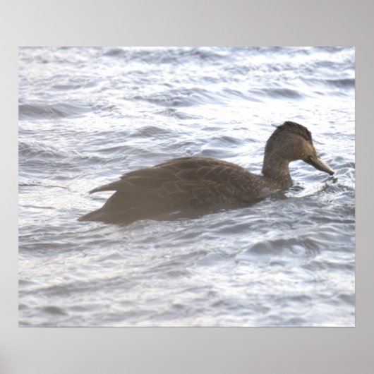 Zwarte Eend in Oceaan Poster (Voorkant)