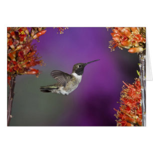 Zwarte eenhoevigen, Archilochus alexandri