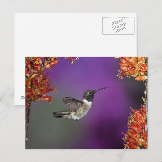 Zwarte eenhoevigen, Archilochus alexandri Briefkaart (Voorkant / Achterkant)