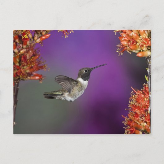 Zwarte eenhoevigen, Archilochus alexandri Briefkaart (Voorkant)