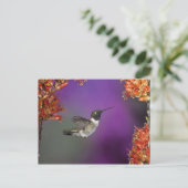 Zwarte eenhoevigen, Archilochus alexandri Briefkaart (Staand voorkant)