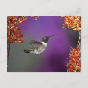 Zwarte eenhoevigen, Archilochus alexandri Briefkaart