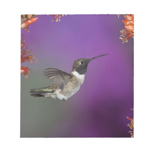 Zwarte eenhoevigen, Archilochus alexandri Notitieblok (Voorkant)