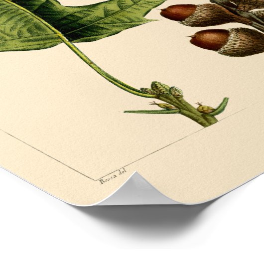  zwarte eikenbladeren en eikels botanische kunst poster (Hoek)