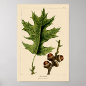  zwarte eikenbladeren en eikels botanische kunst poster (Voorkant)