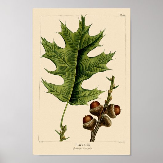 zwarte eikenbladeren en eikels botanische kunst poster (Voorkant)