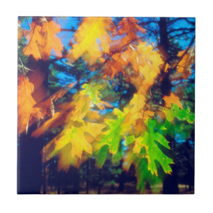 Zwarte eikleien blazen in de wind tegeltje