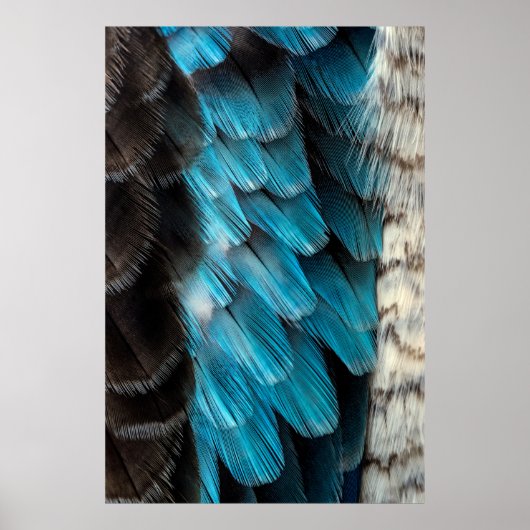 Zwarte en blauwe veren poster (Voorkant)