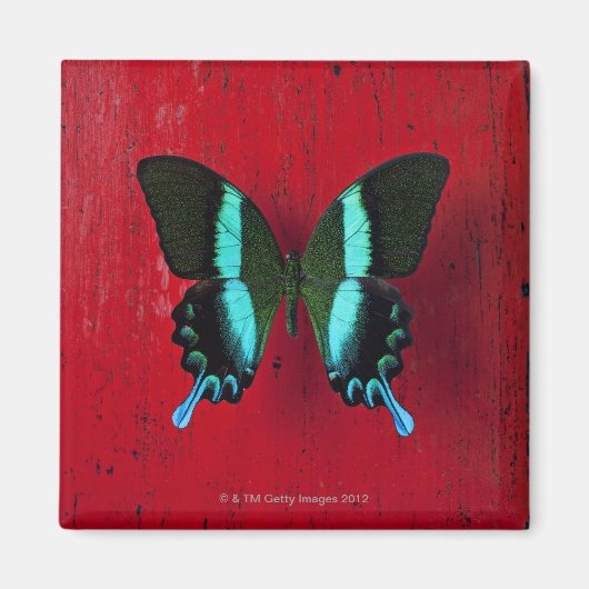 Zwarte en blauwe vlinder magneet (Voorkant)