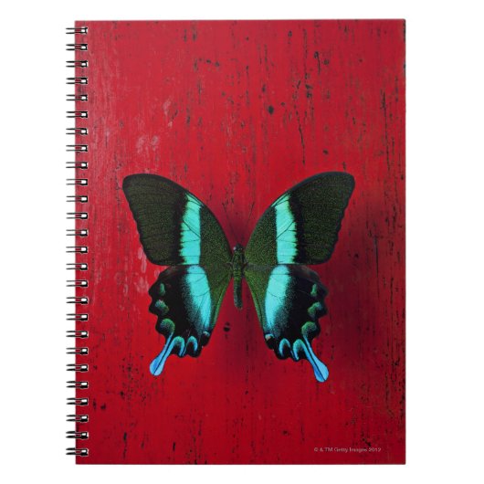 Zwarte en blauwe vlinder notitieboek (Voorkant)