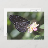 Zwarte en blauwe vlinder op bloem briefkaart (Voorkant / Achterkant)
