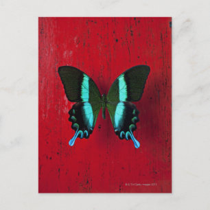 Zwarte en blauwe vlinder op rode muur briefkaart
