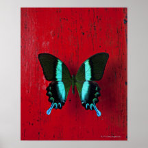 Zwarte en blauwe vlinder op rode muur