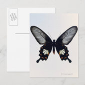Zwarte en bruine vlinder briefkaart (Voorkant / Achterkant)