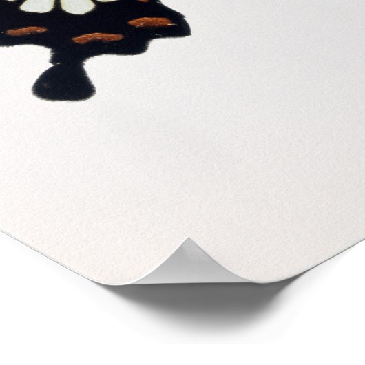 Zwarte en bruine vlinder poster (Hoek)