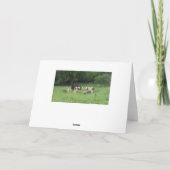Zwarte en Bruine Zuivel Koeien Fotografie Kaart (Achterkant)