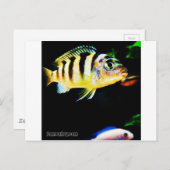 Zwarte en gele Afrikaanse koudvis Briefkaart (Voorkant / Achterkant)