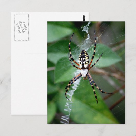 Zwarte en gele argiope briefkaart (Voorkant / Achterkant)