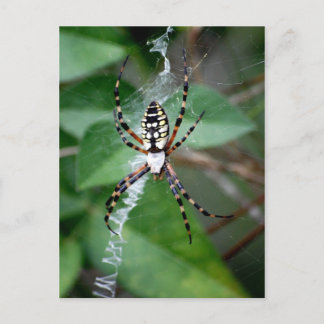 Zwarte en gele argiope briefkaart