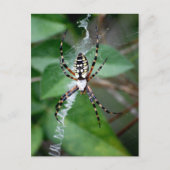 Zwarte en gele argiope briefkaart (Voorkant)