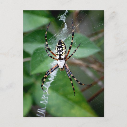 Zwarte en gele argiope briefkaart (Voorkant)