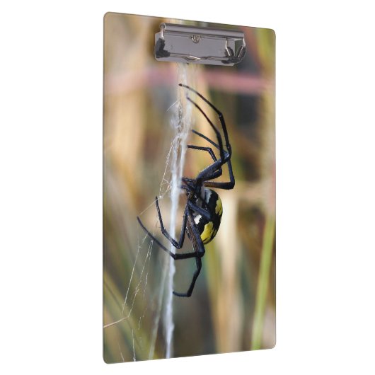 Zwarte en gele Argiope Garden Spider Klembord (Rechts)