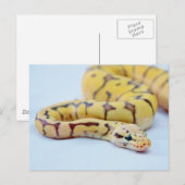 Zwarte en gele doorsnede 2 briefkaart (Voorkant / Achterkant)