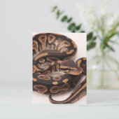Zwarte en gele kogelpython briefkaart (Staand voorkant)