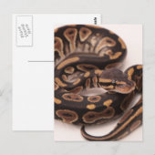 Zwarte en gele kogelpython briefkaart (Voorkant / Achterkant)