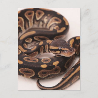 Zwarte en gele kogelpython briefkaart