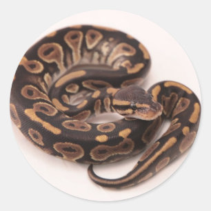 Zwarte en gele kogelpython ronde sticker