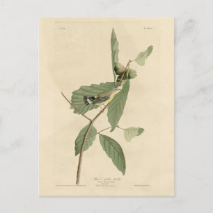 Zwarte en gele Warbler, Amerikaanse vogels van Aud Briefkaart