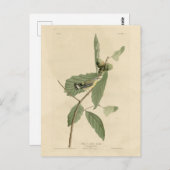 Zwarte en gele Warbler, Amerikaanse vogels van Aud Briefkaart (Voorkant / Achterkant)