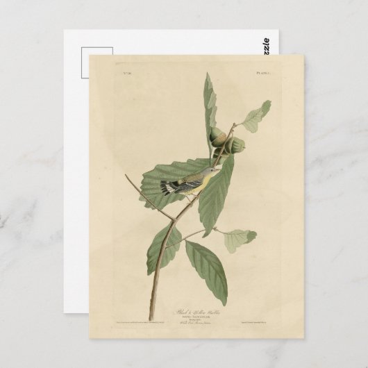 Zwarte en gele Warbler, Amerikaanse vogels van Aud Briefkaart (Voorkant / Achterkant)