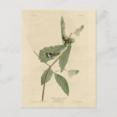 Zwarte en gele Warbler, Amerikaanse vogels van Aud Briefkaart (Voorkant)